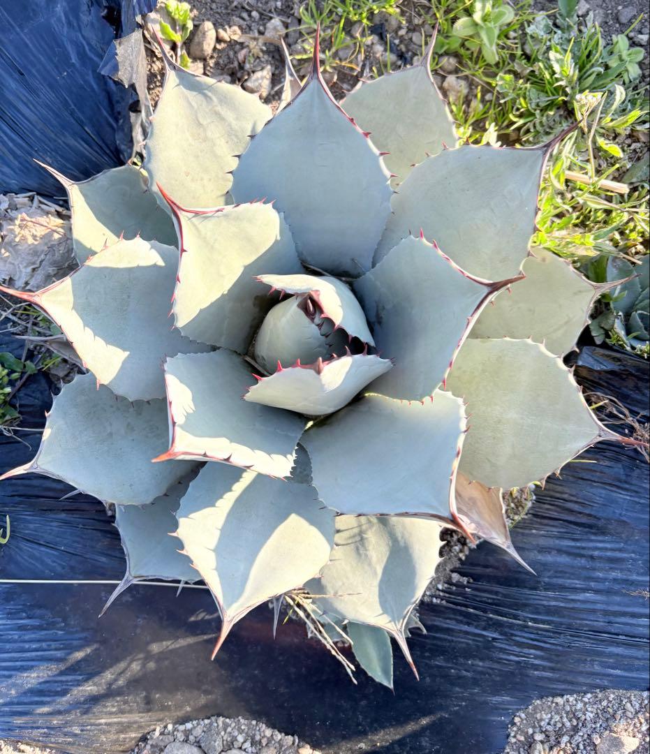 アガベ　吉祥天　1子株付き ②