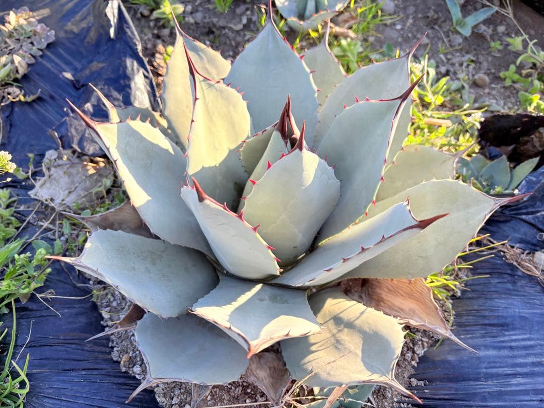 アガベ　吉祥天　1子株付き ②