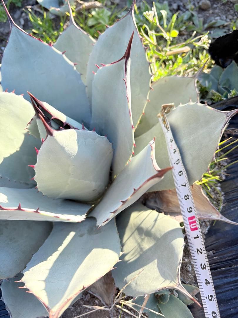 アガベ　吉祥天　1子株付き ②