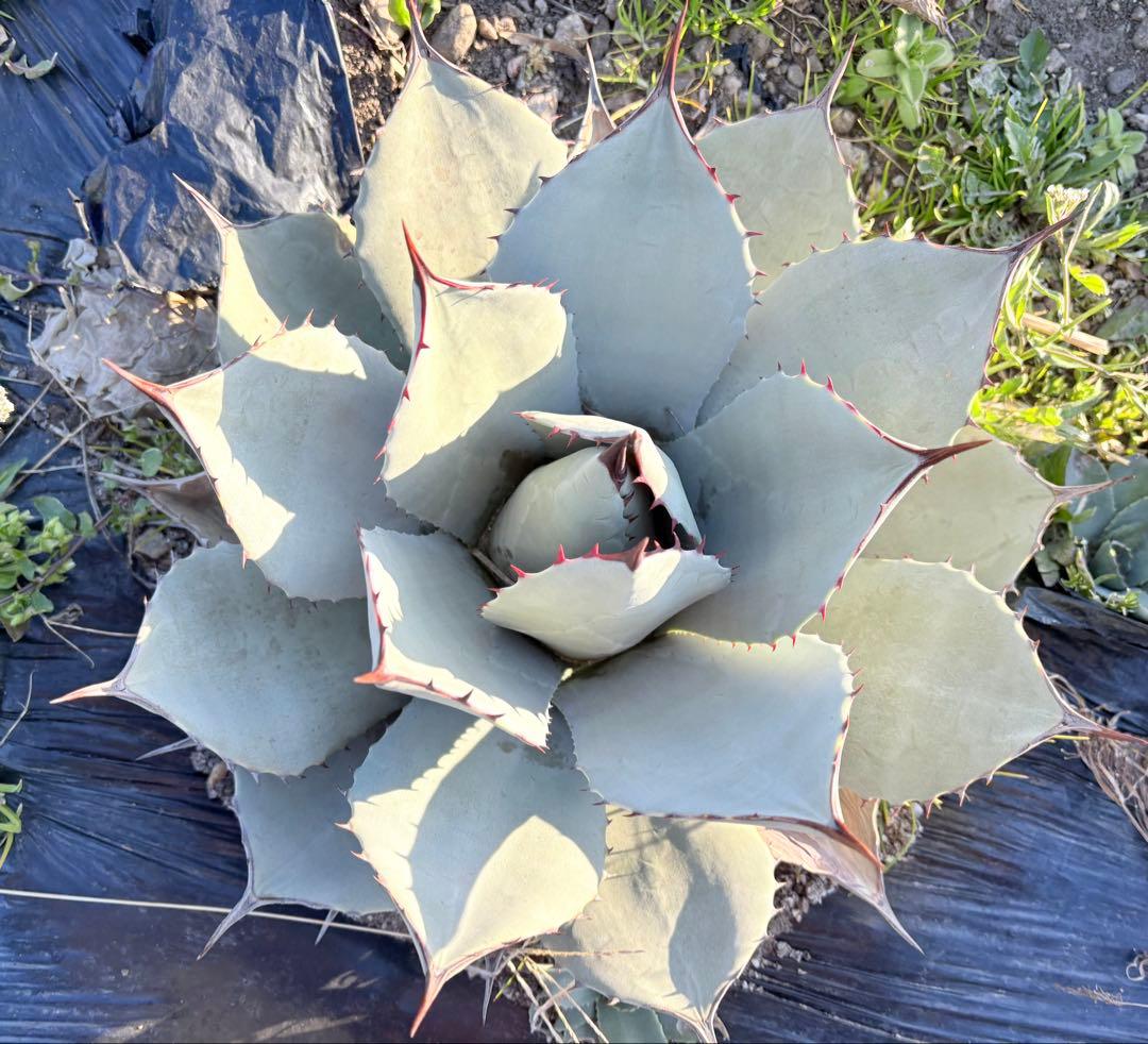 アガベ　吉祥天　1子株付き ②