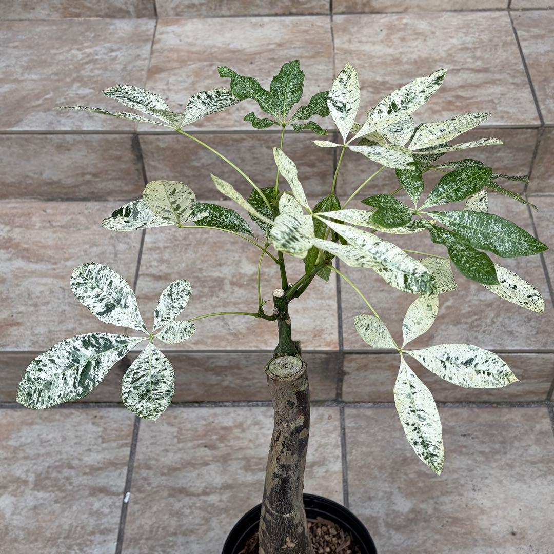 【大特価】パキラ　ミルキーウェイ　約5号鉢　No.003　鉢、送料込　メルカリ便