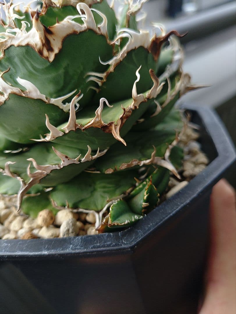 アガベ　フィリグリー　メルカリ便　子株付き