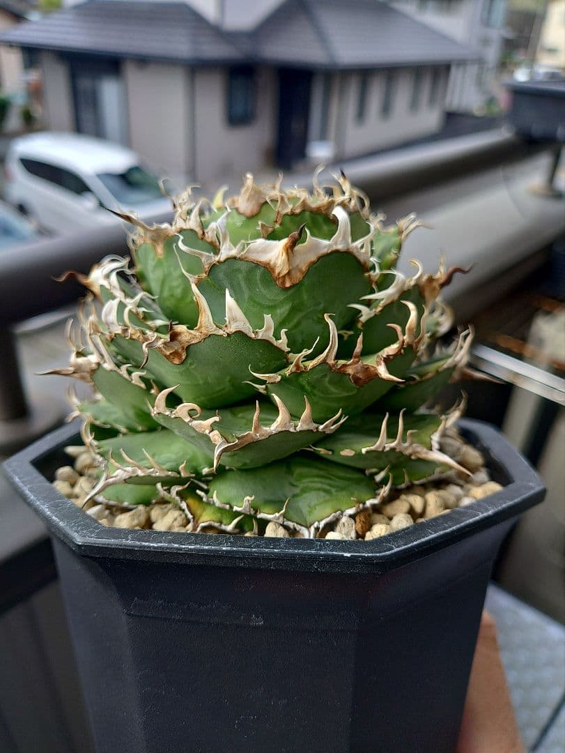 アガベ　フィリグリー　メルカリ便　子株付き