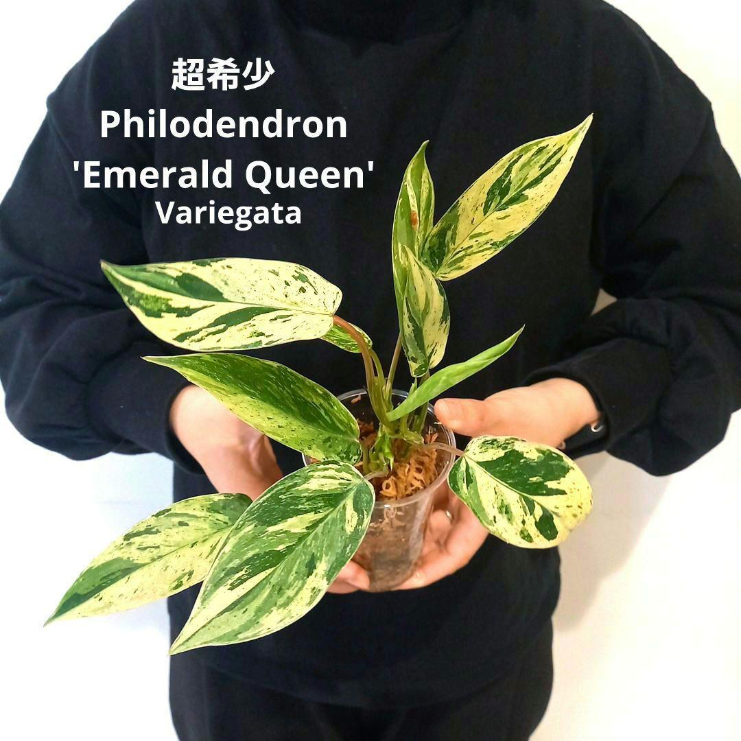 超希少 フィロデンドロン・エメラルドクイーン斑入