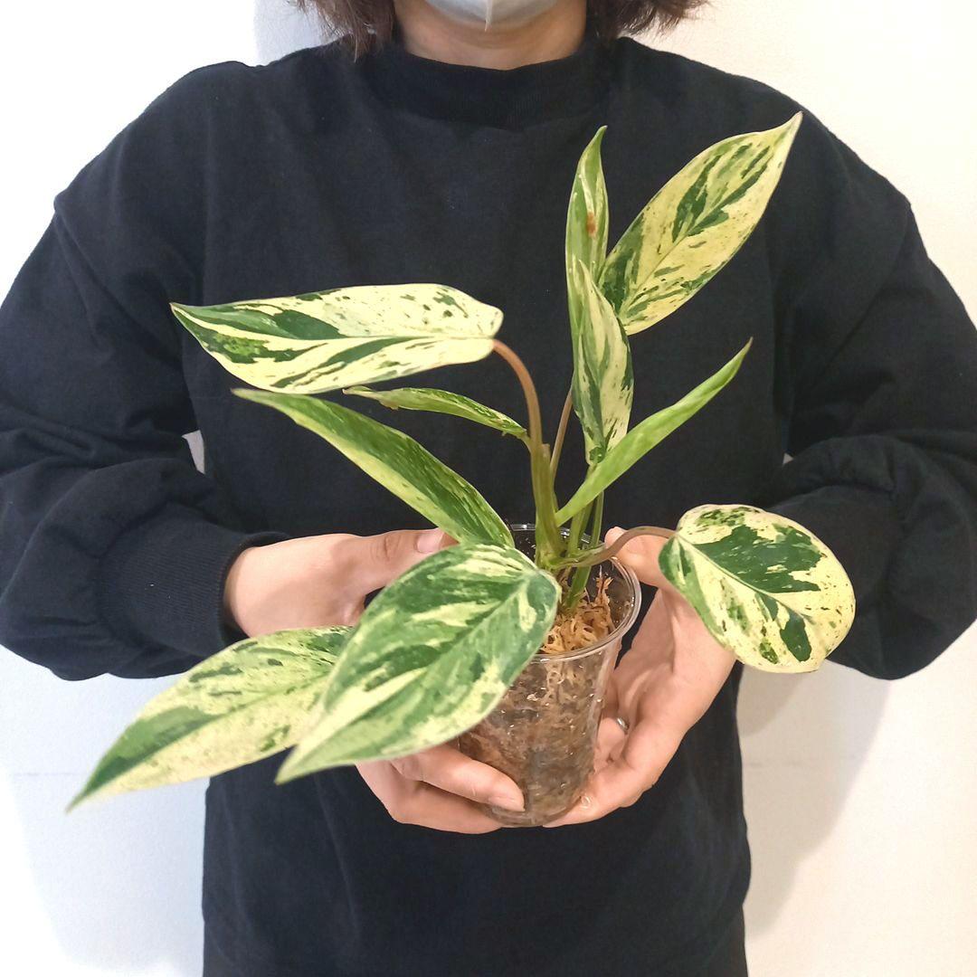 超希少 フィロデンドロン・エメラルドクイーン斑入