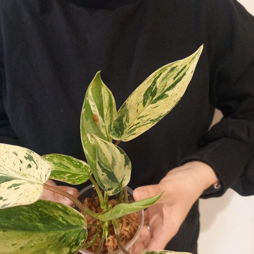 超希少 フィロデンドロン・エメラルドクイーン斑入