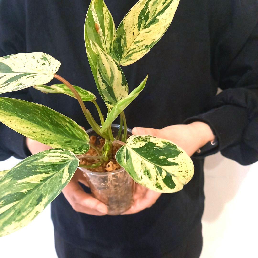 超希少 フィロデンドロン・エメラルドクイーン斑入