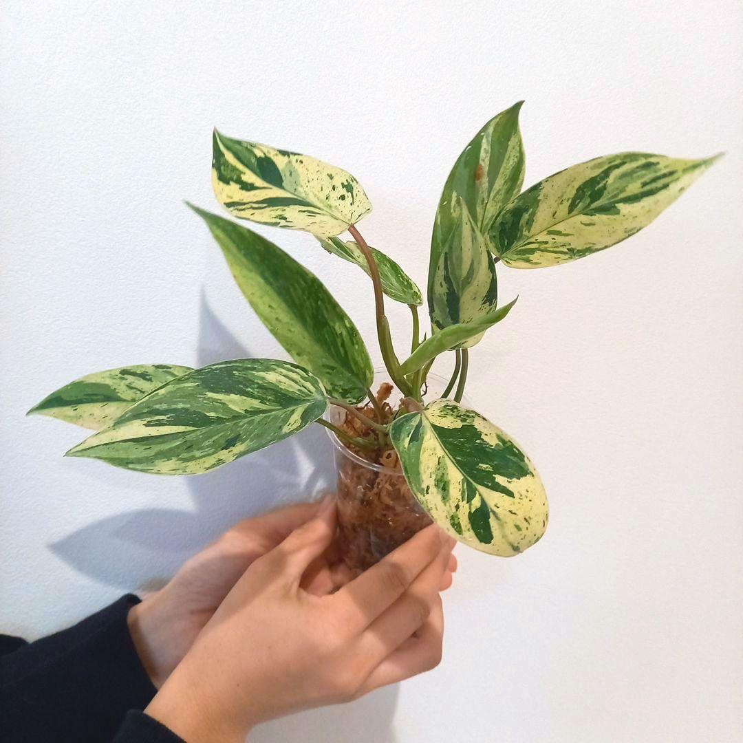 超希少 フィロデンドロン・エメラルドクイーン斑入