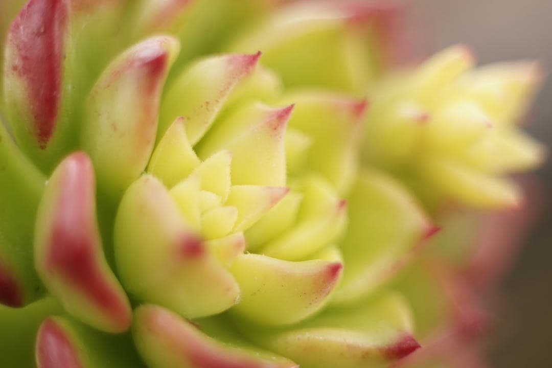 作例付き　ELICAR V-HQ MACRO 55mm F2.8 管mpr