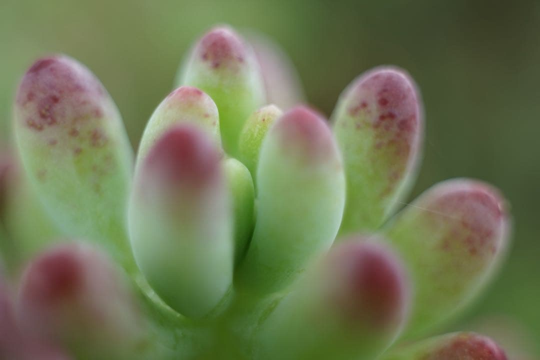 作例付き　ELICAR V-HQ MACRO 55mm F2.8 管mpr