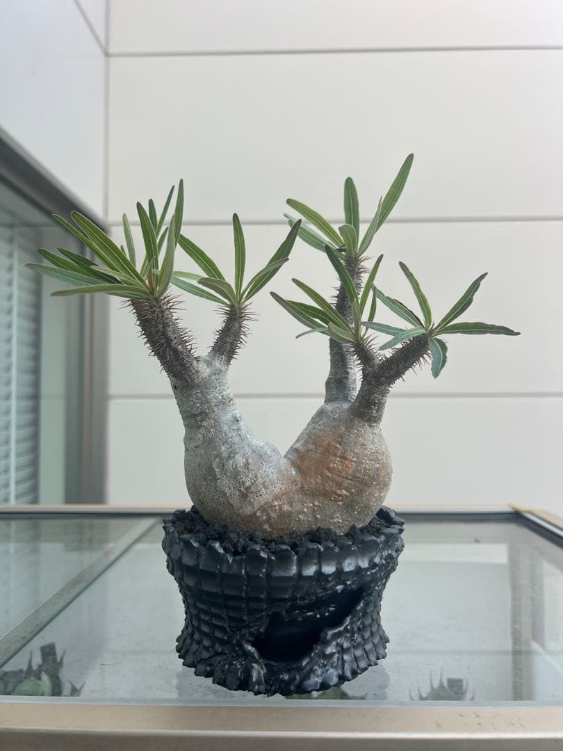 パキポディウムグラキリス２頭【現地球】