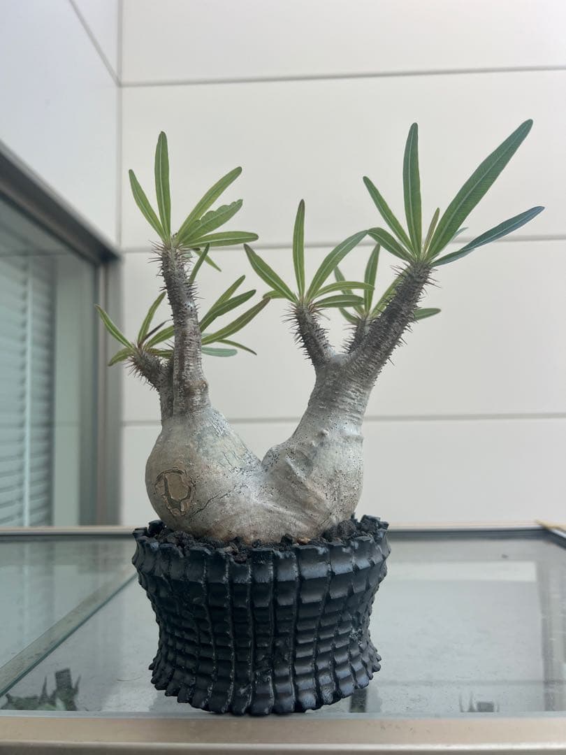 パキポディウムグラキリス２頭【現地球】