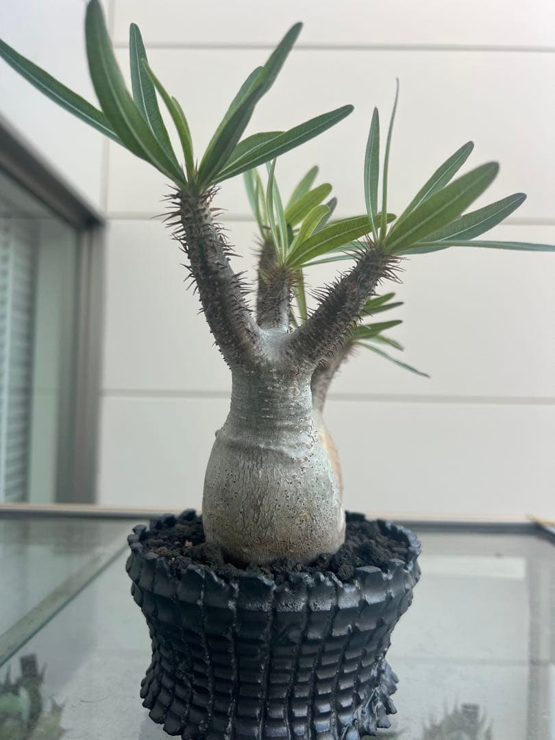 パキポディウムグラキリス２頭【現地球】