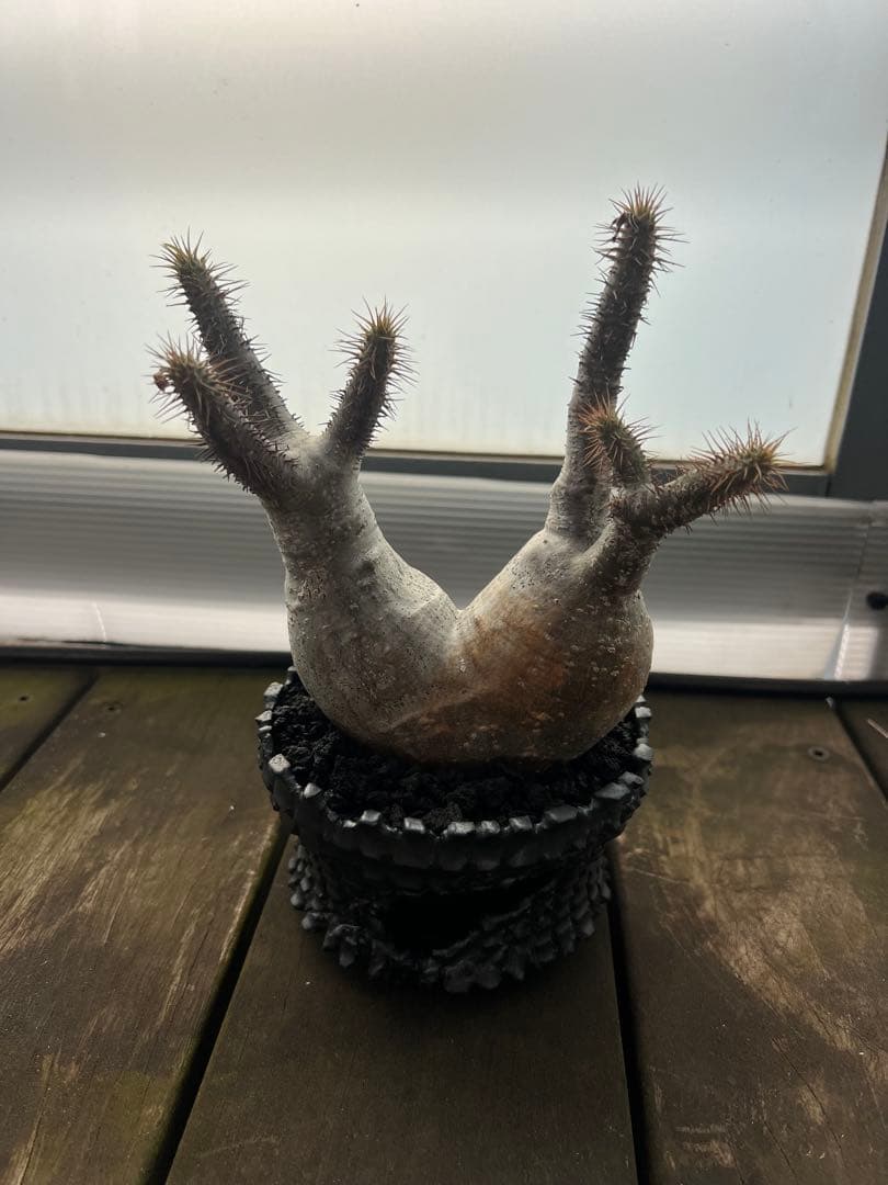 パキポディウムグラキリス２頭【現地球】