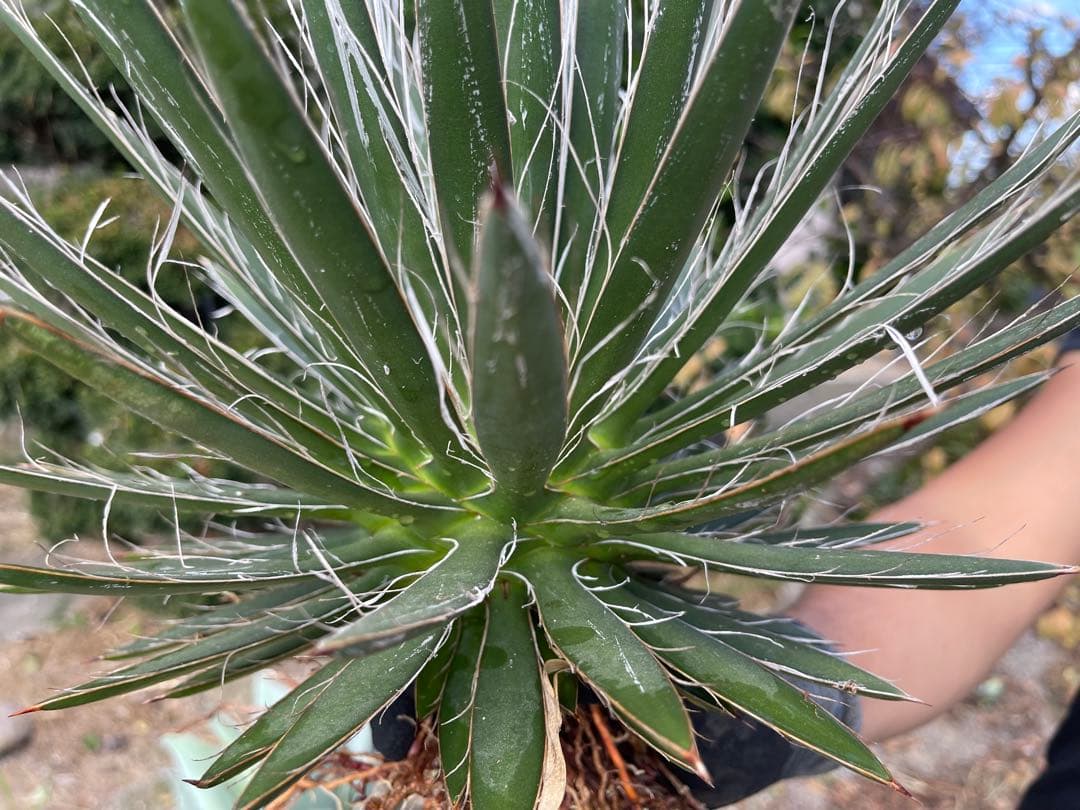 アガベ フィリフィラ 【美株】vanquish様用