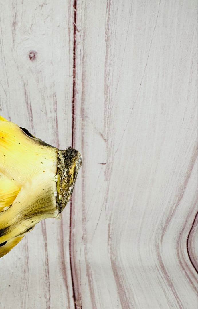 12 アガベ ユタエンシス エボリスピナ ロングスパイン