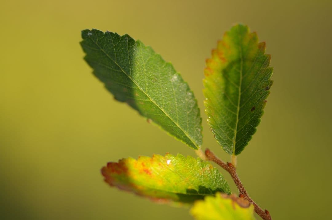 【レア】SMC PENTAX-D FA 50mm F2.8 フルサイズ マクロ