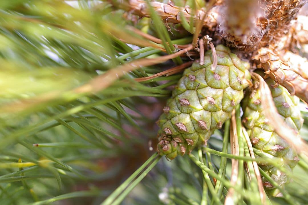 【レア】SMC PENTAX-D FA 50mm F2.8 フルサイズ マクロ