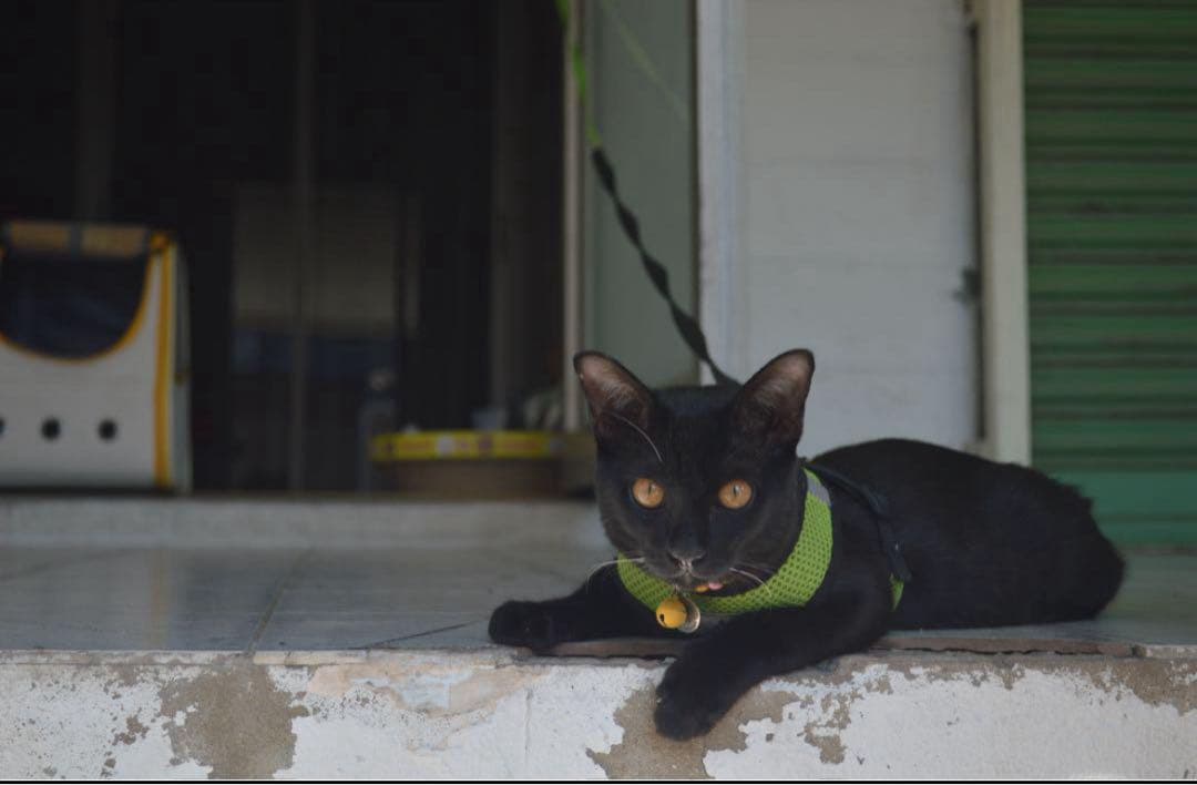 Nikon デジタル一眼レフカメラ 本体【値下げ中】