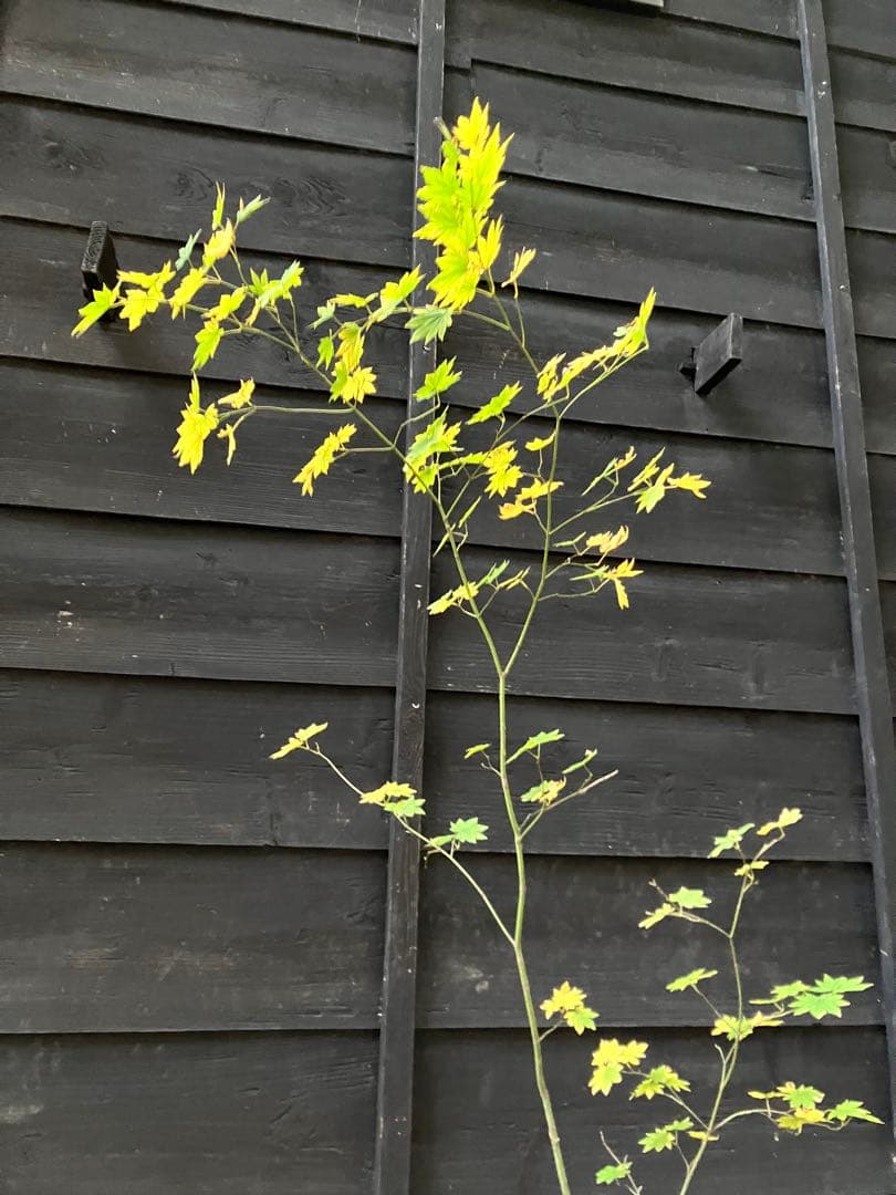 203 山採り　コハウチワカエデ