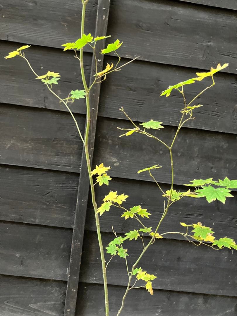 203 山採り　コハウチワカエデ