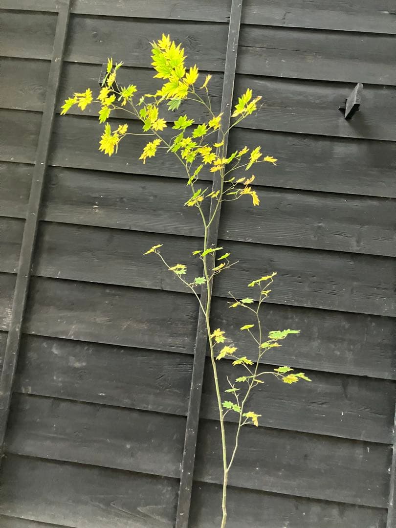 203 山採り　コハウチワカエデ