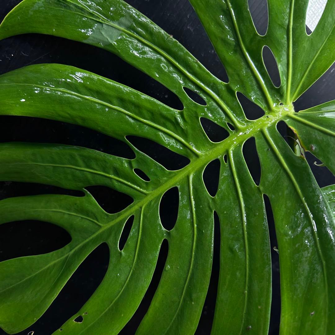 ゆ*う様 モンステラデリシオーサマクロコズム超希少系統鉢植え63㎝