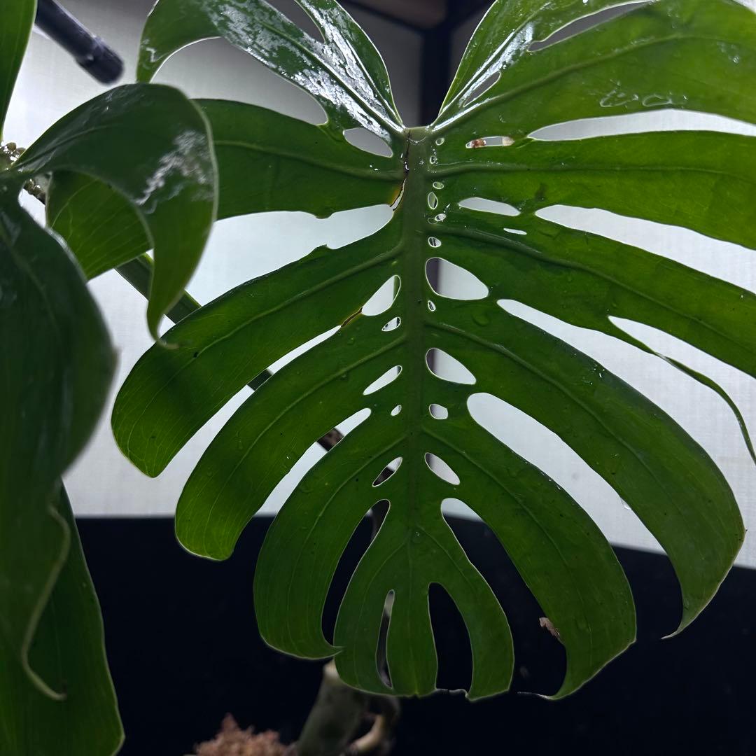 ゆ*う様 モンステラデリシオーサマクロコズム超希少系統鉢植え63㎝