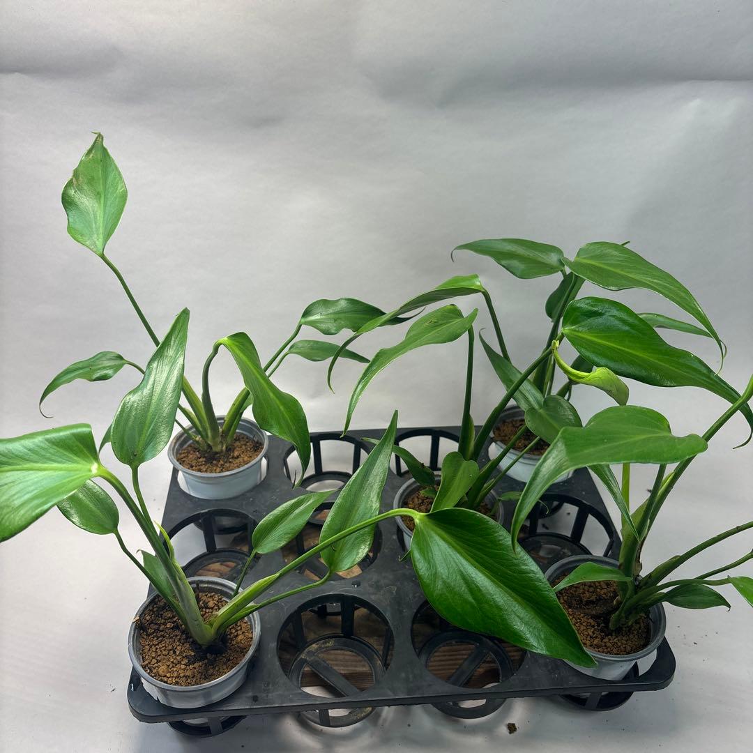 S*T様 5株セットms36モンステラ バールマルクスフレーム