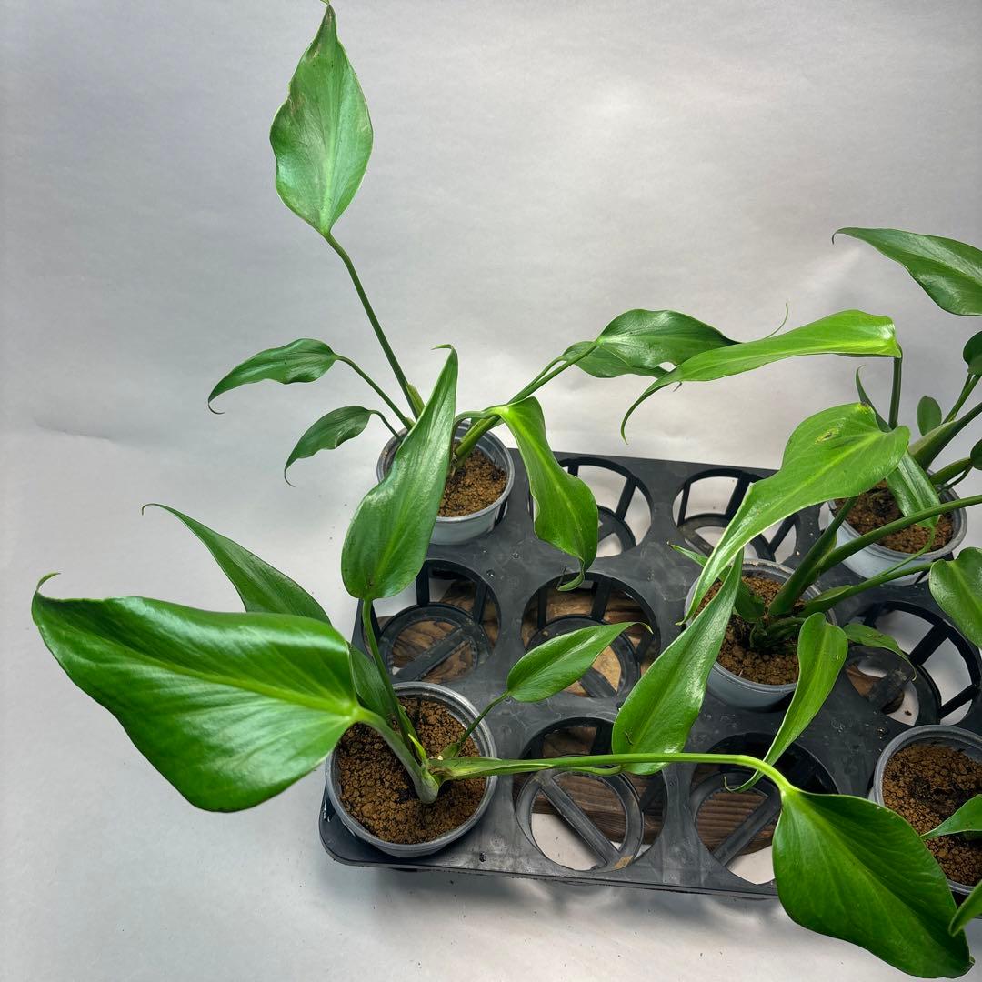 S*T様 5株セットms36モンステラ バールマルクスフレーム