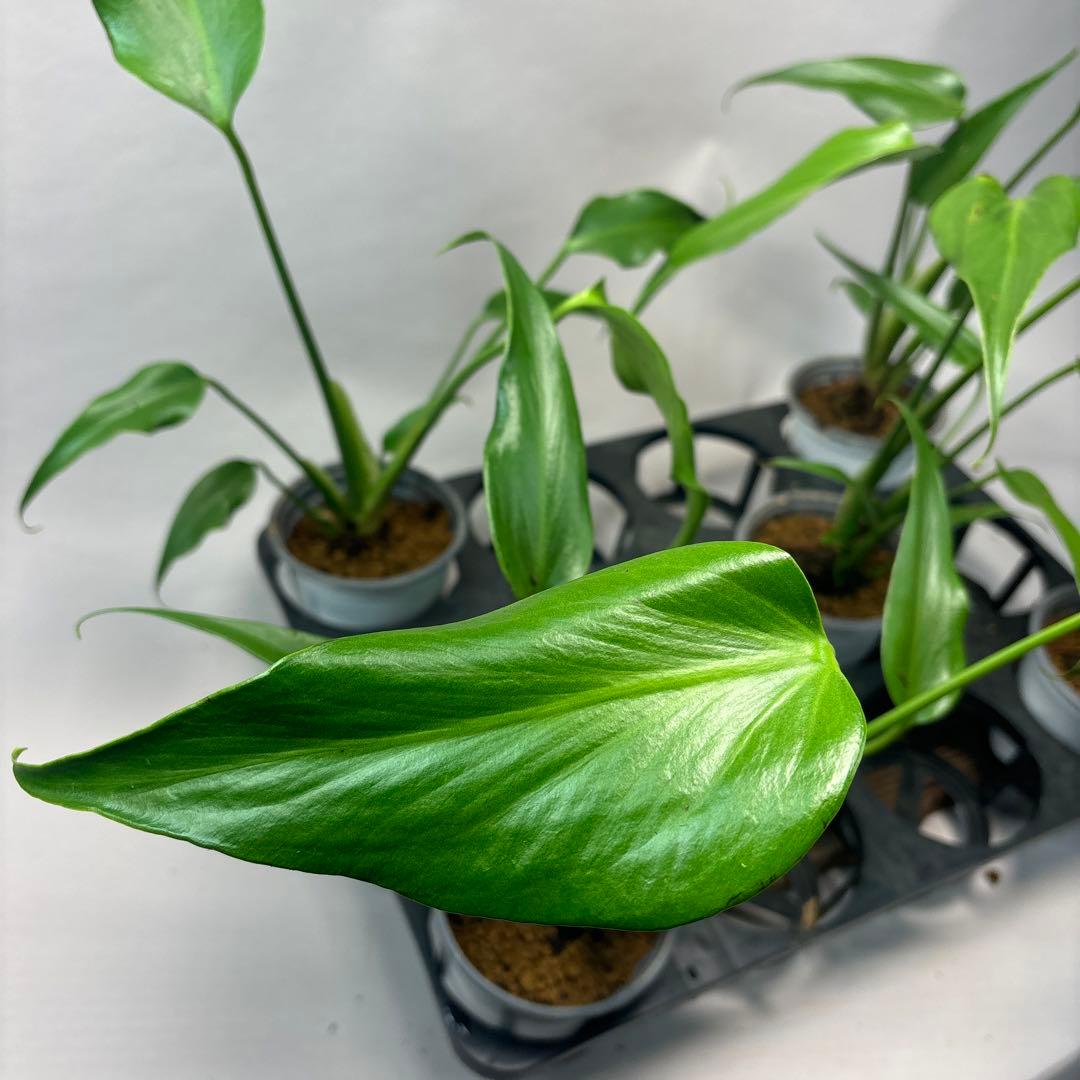 S*T様 5株セットms36モンステラ バールマルクスフレーム