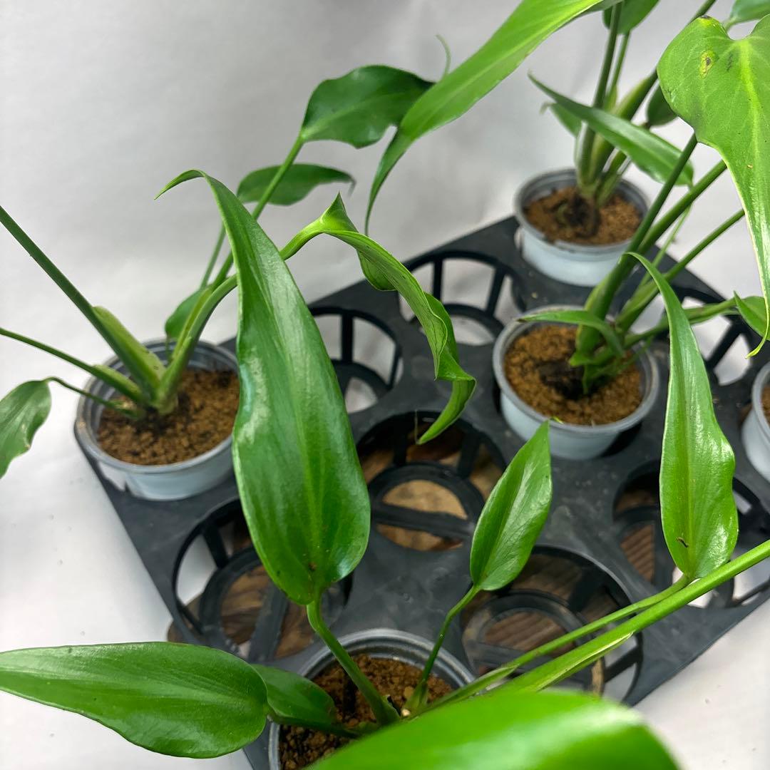 S*T様 5株セットms36モンステラ バールマルクスフレーム