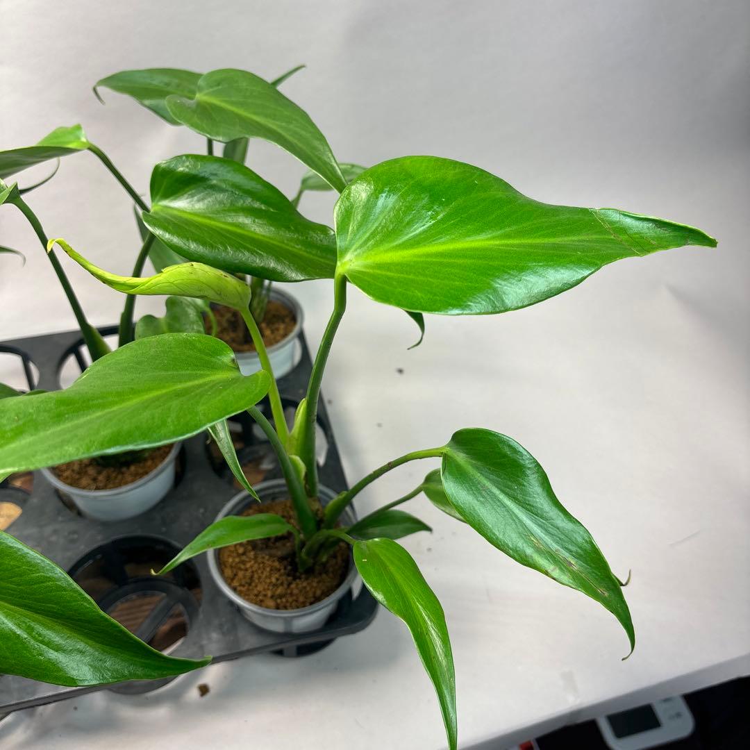 S*T様 5株セットms36モンステラ バールマルクスフレーム