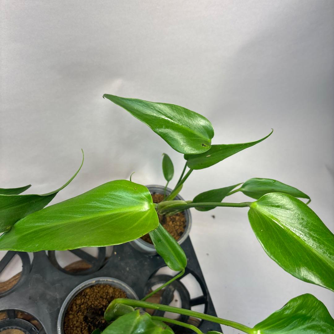 S*T様 5株セットms36モンステラ バールマルクスフレーム