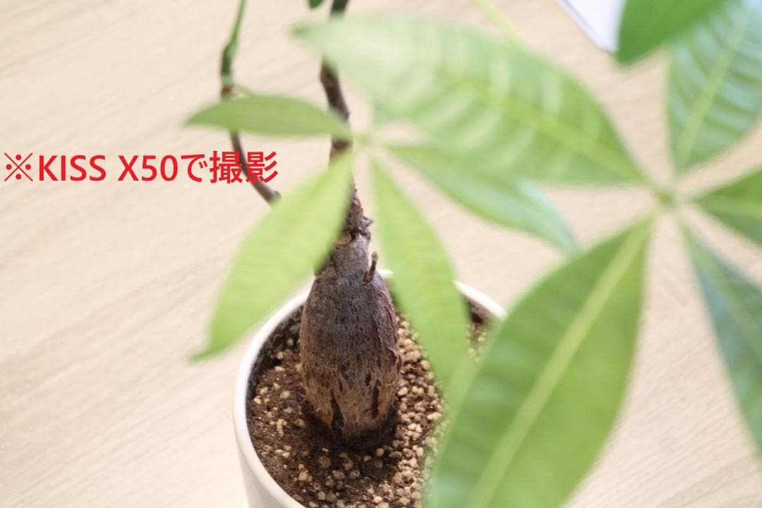 Canon KISS X50 一眼レフカメラ 手振補正、レンズ￼(18-55m)