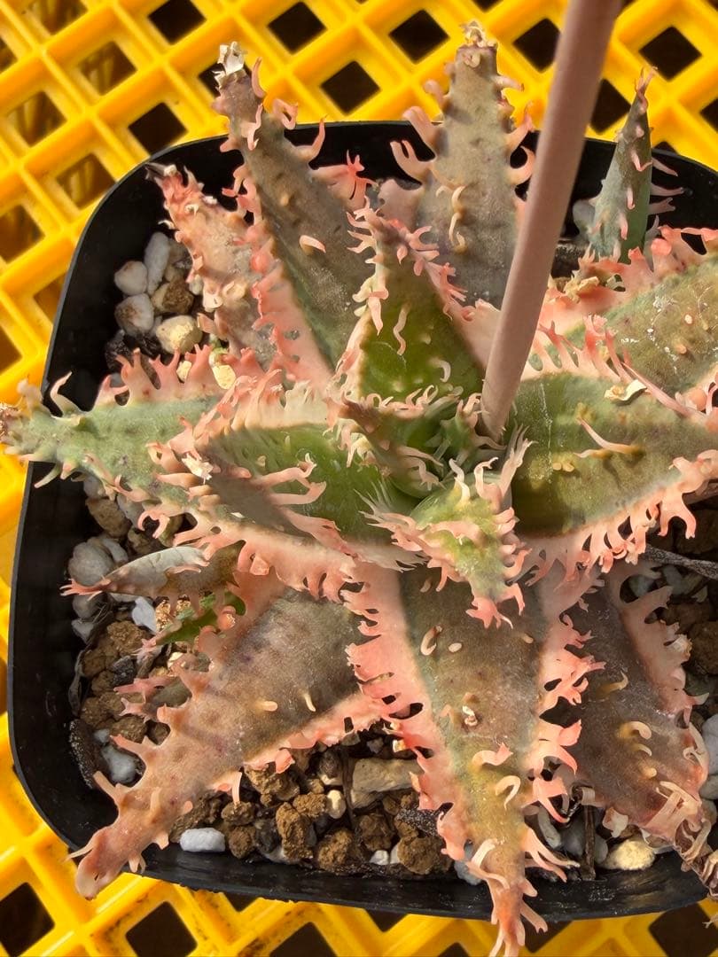 アロエ　ハイブリッド　Aloe hybrid 第四種　Fe−3