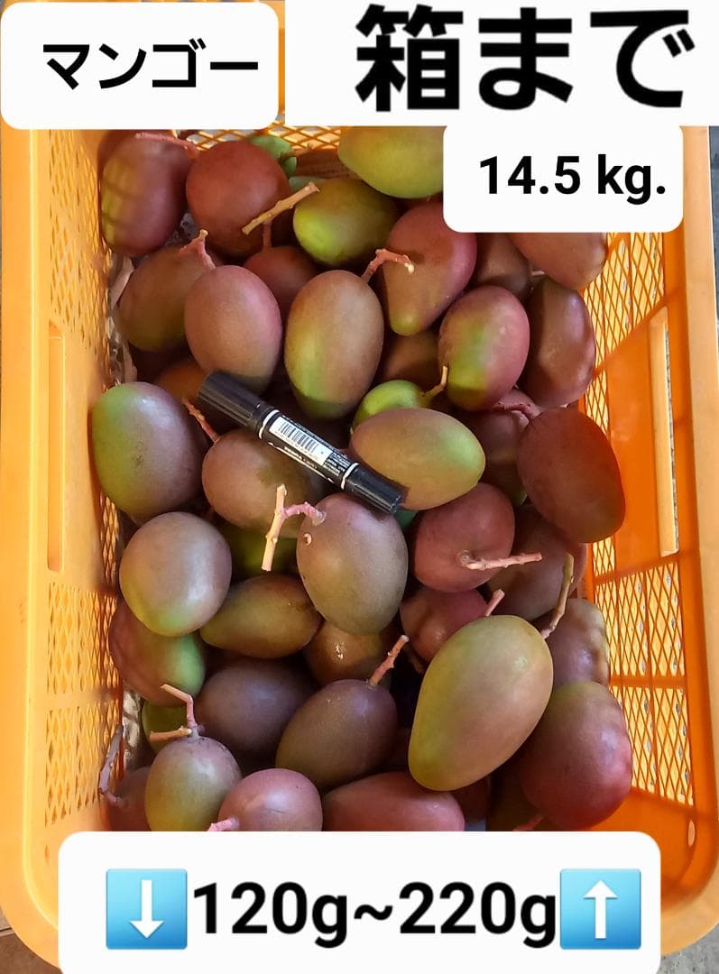 マンゴー+摘果/14.5 kg. including box