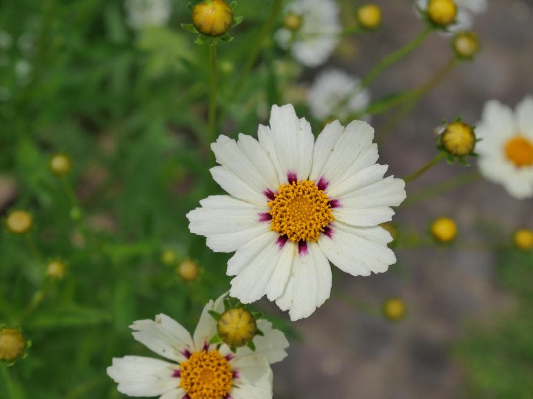 [美品] LUMIX G VARIO 12‑32mm F3.5‑5.6 ASPH