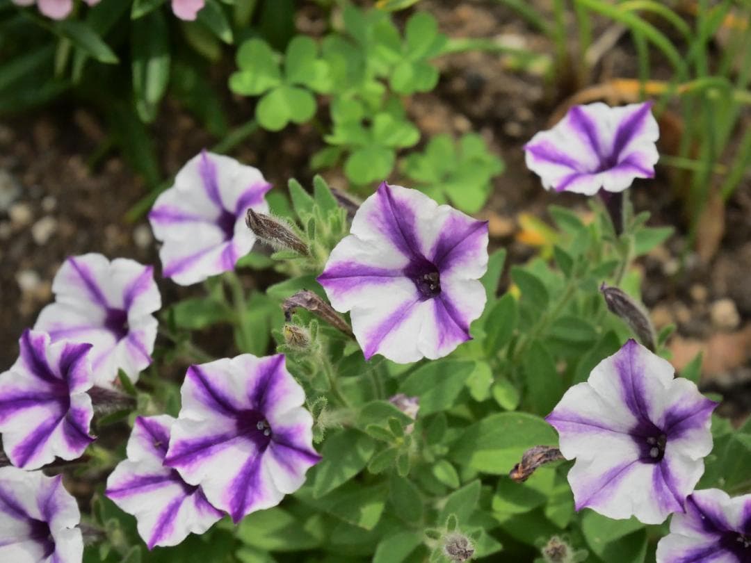 [美品] LUMIX G VARIO 12‑32mm F3.5‑5.6 ASPH