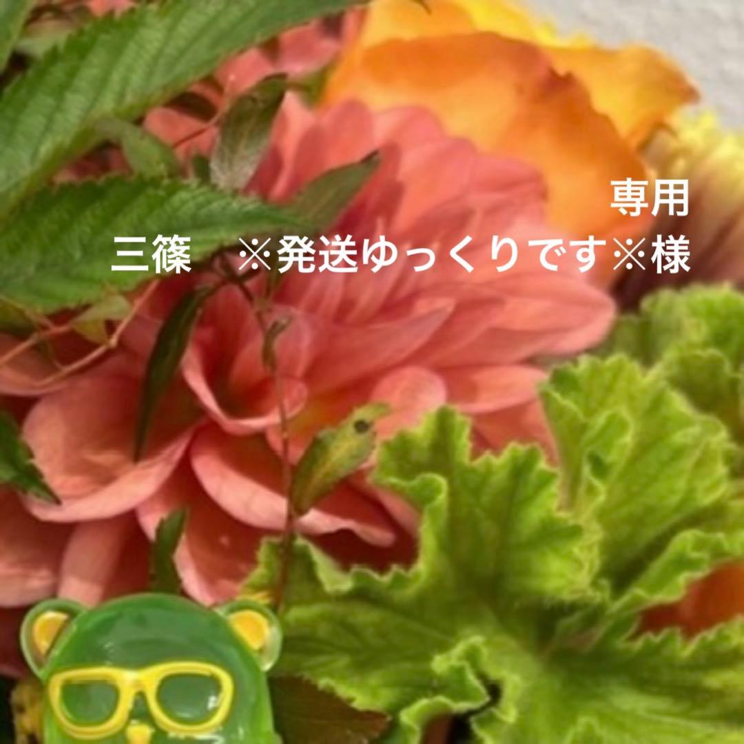 専用ページ 三篠　※発送ゆっくりです※様