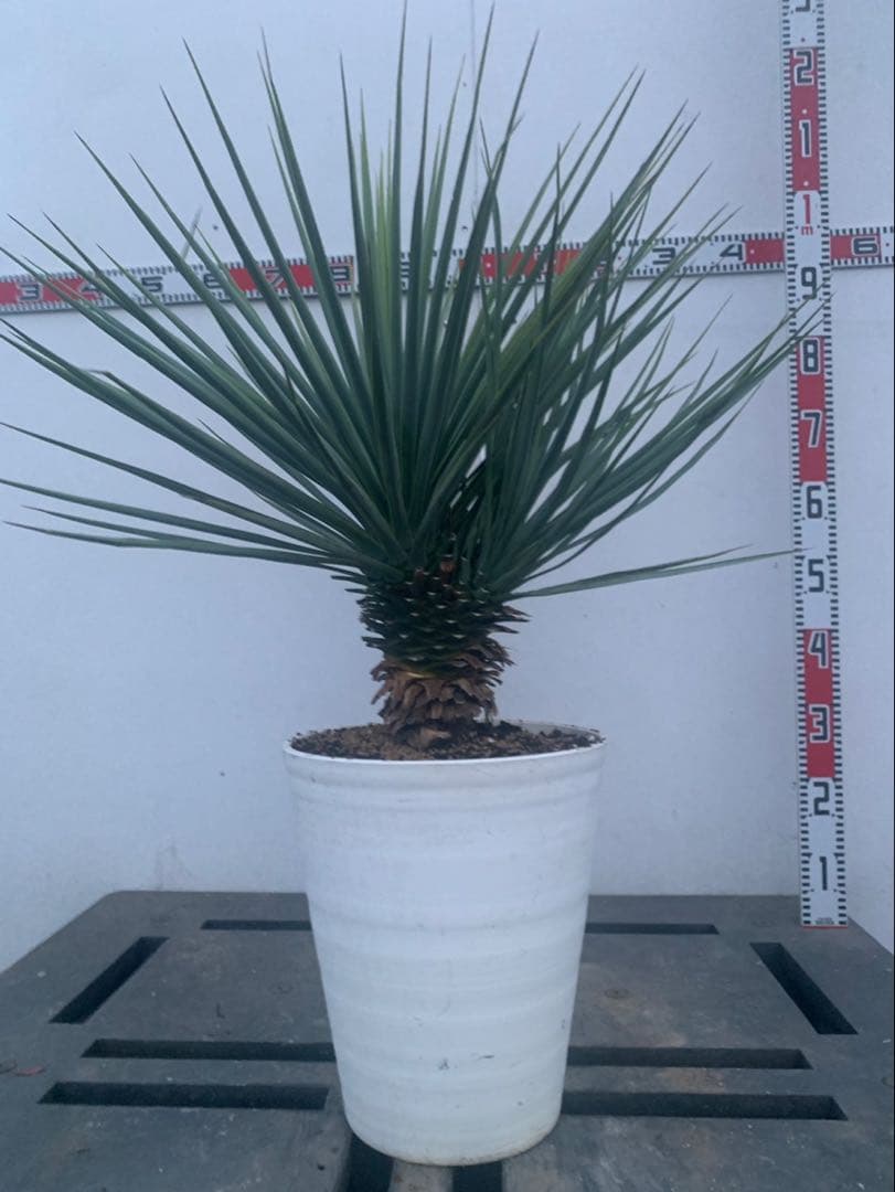 ユッカ　リギダ　分頭　　白鉢