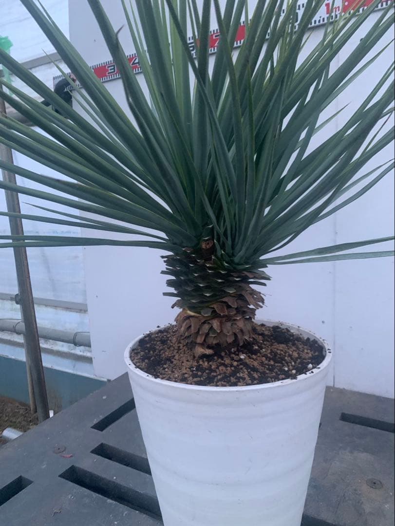 ユッカ　リギダ　分頭　　白鉢