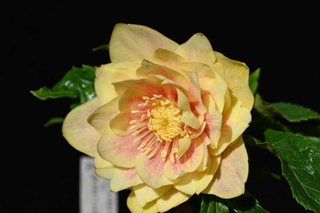 クリスマスローズ　認定プリマヴェーラゴールド上品タイプ　加藤農園