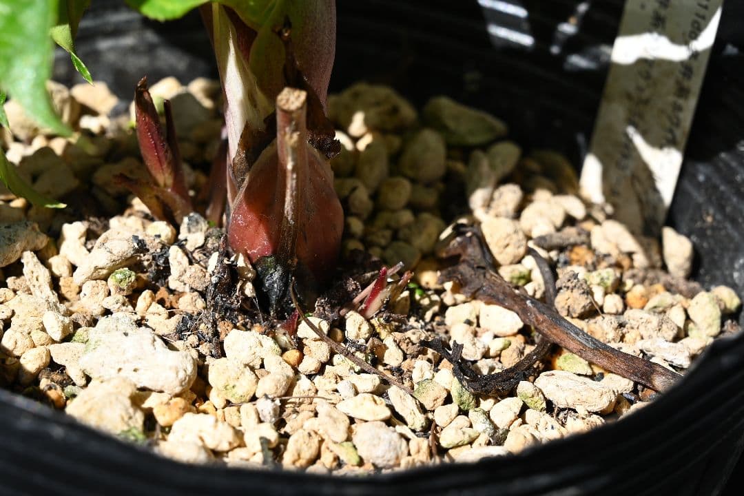 クリスマスローズ　認定プリマヴェーラゴールド上品タイプ　加藤農園