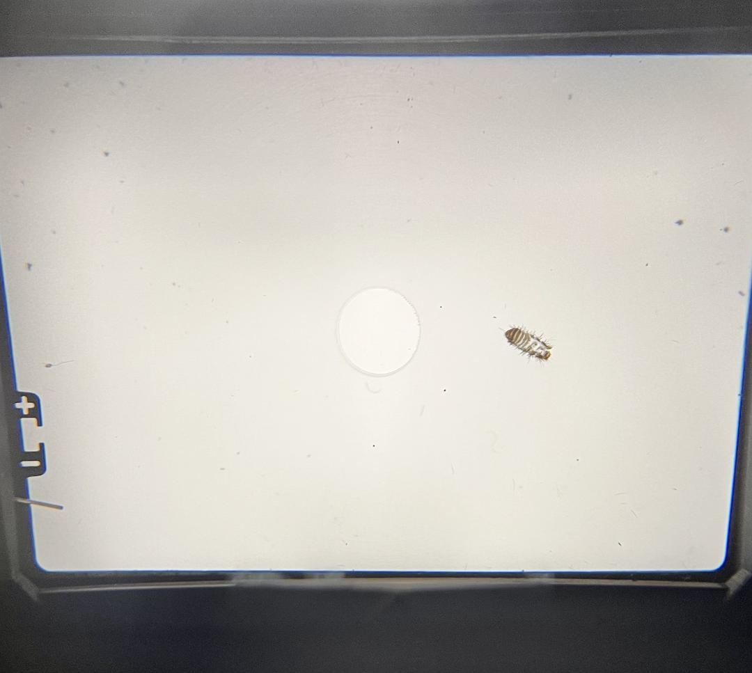 Olympus オリンパス M-1 F.zuiko 50mm F1.8 現状品