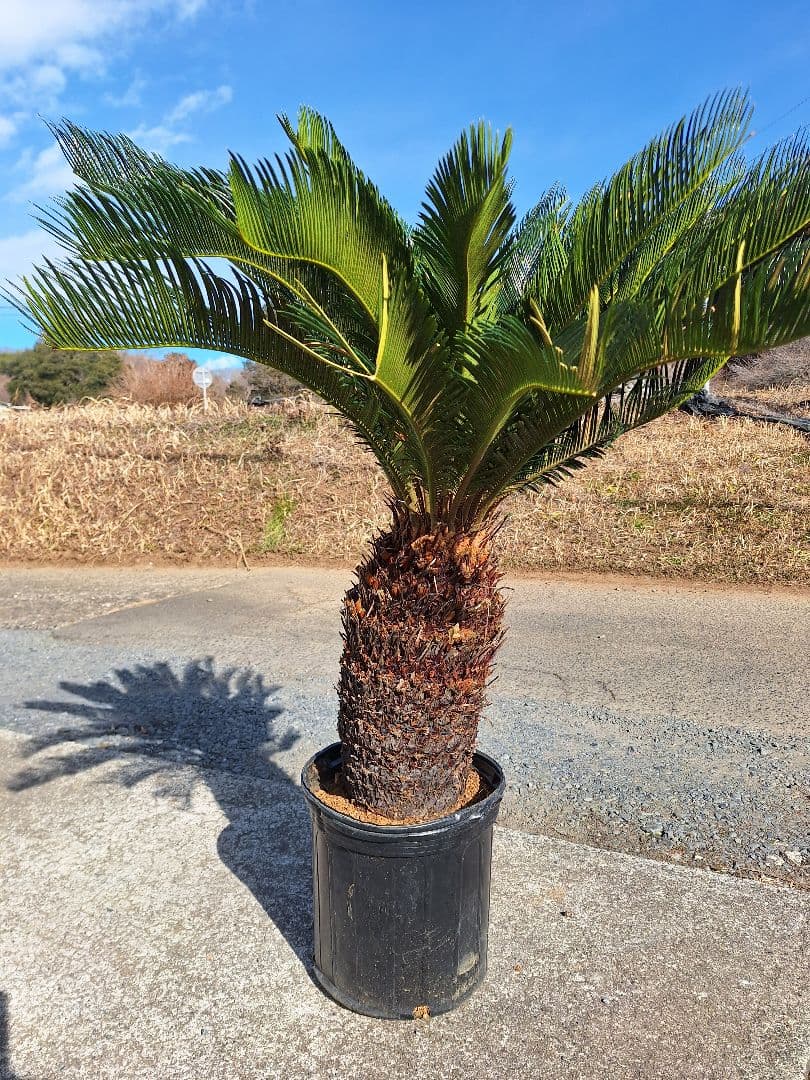 *葉を切っての発送になります。 ソテツ　極太　美株