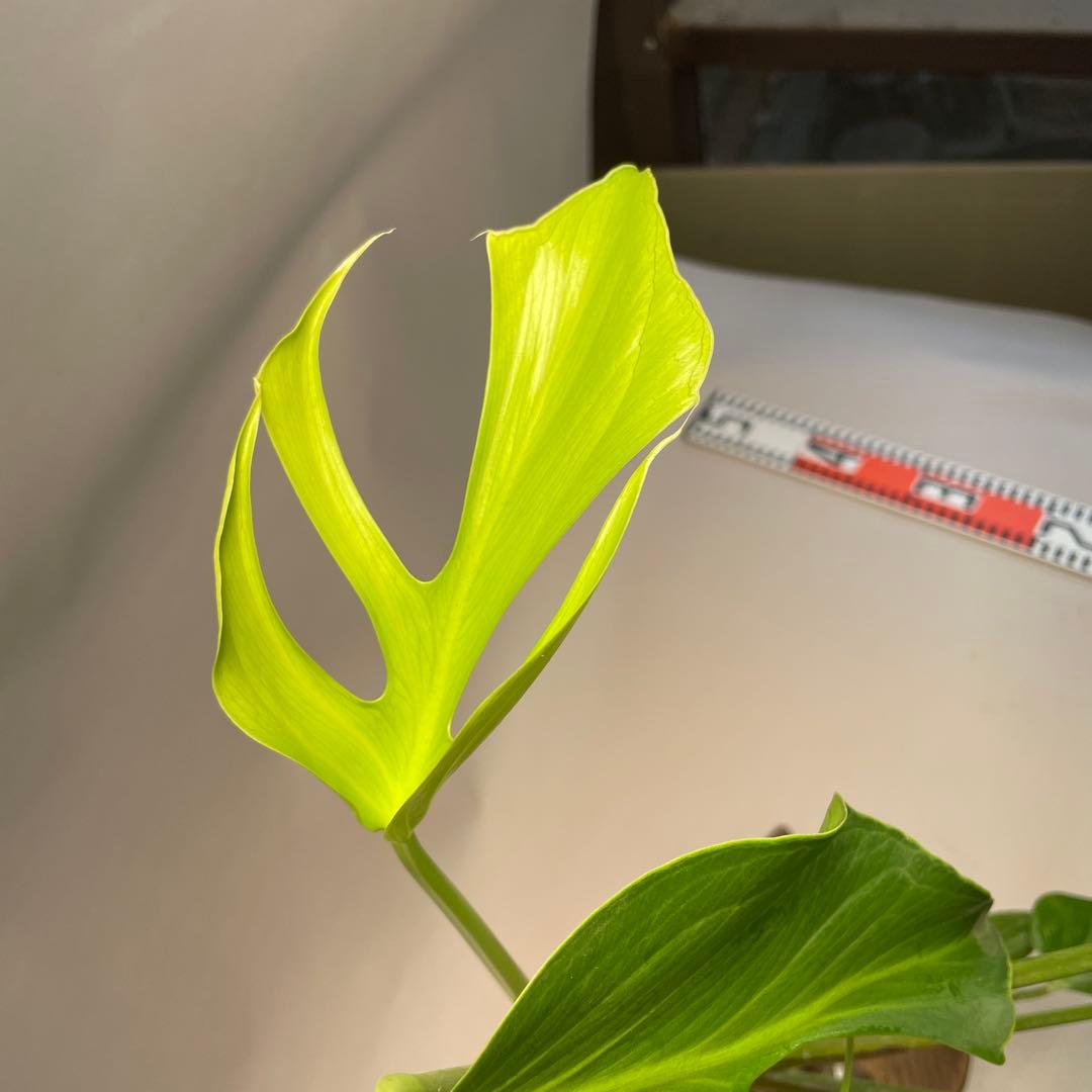 D*e様 a29モンステラ バールマルクスフレーム