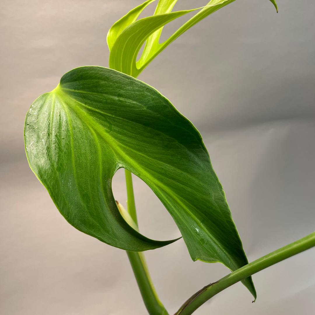 D*e様 a29モンステラ バールマルクスフレーム