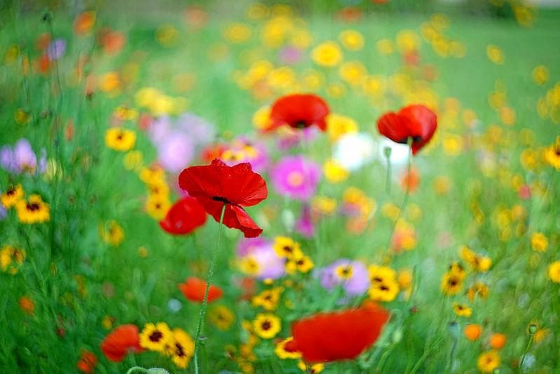 47【限定品】Art Photo Group 限定　未使用品　ヘリオス44-2