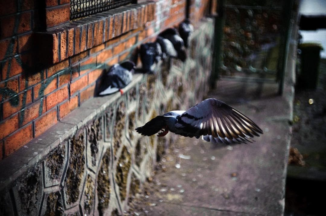 47【限定品】Art Photo Group 限定　未使用品　ヘリオス44-2